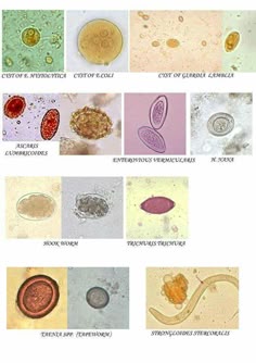 bacteria identification flow chart gram positive veterinary parasite identification chart