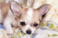 Signs Of Hypoglycemia In Chihuahuas Chihuahua Puppies Teacup