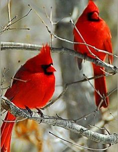 north american cardinal north american flyers pinterest cardinal flyers