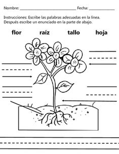 Plant Parts Partes De Una Planta Dual Language English Spanish Teachers Learning Plant Science First Grade Science