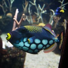 155 best underwater images