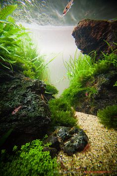 241 best fish tank