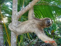 54 best sloths images on pinterest sloths adorable animals and
