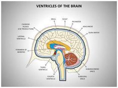 34 best brain powerpoint templates human brain powerpoint template
