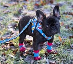 indoor dog booties for hardwood floors