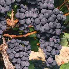 10 Purple CONCORD GRAPE Fruit Vine Vitis Labrysca White Flower Seeds *Flat Ship