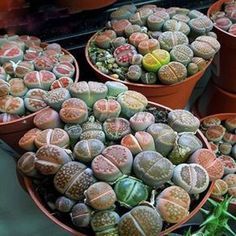 100 Rare Mix Lithops Seeds Living Stones Succulent Cactus Green Bulk Seed D3X6