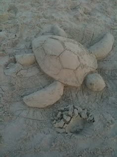 sea turtle in sand