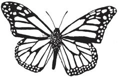 Printable monarch-butterfly-coloring-page - Coloringpagebook.com ... Printable monarch-butterfly-coloring-page - Coloringpagebook.com ...