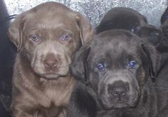 A Dog Named Blue Willie Nelson A Dog Named Blue Willie Nelson