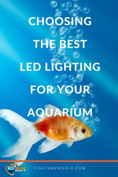 144 best fish tank
