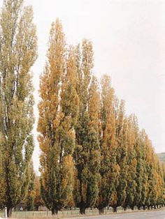 B 3e 0 21 No 1 Ts Tab Organic Sigr 11vuudhp1 Sigb Lombardy Poplar Populus Nigra Large Deciduous Tree With Upright Narrow Growth Habit Dark Green