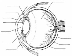 Blank Eye Diagram Blank Eye Diagram