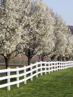 Tavares FL dogwood bushes, cutting