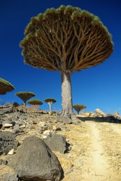 770 Trees Forests Ideas Tree Forest Landscape Nature 770 Trees Forests Ideas Tree Forest Landscape Nature