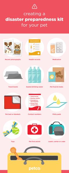 10 Best Pet Safety images in 2019 | Pet care, Pets, Dogs 10 Best Pet Safety images in 2019 | Pet care, Pets, Dogs