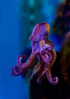 122 best octopus images in 2019 marine life water animals exotic