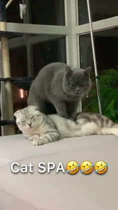 😍😳😍JAJAJAJA🤣😂😂😂 Funny Videos, Funny Animal Jokes, Funny Cat Memes