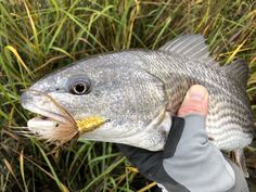 6 Fly Fishing Flies Steelhead, Salmon, Trout, Bass Henry/'s Silver Hilton Fly