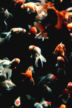 綺麗な風景やお洒落な壁紙をのんびり貼るスレ 哲学ニュースnwk 美しい魚 金魚 水槽 おしゃれ 綺麗な風景 綺麗な風景やお洒落な壁紙をのんびり貼るスレ 哲学ニュースnwk 美しい魚 金魚 水槽 おしゃれ 綺麗な風景