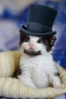 Najlepsze Obrazy Na Tablicy Kotki I Pieski 3 138 W 2019 Cats
