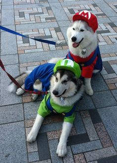 160 best dog costume ideas images on pinterest in 2018 funny animals dog cat and dog halloween