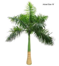 74 Besten Bilder Von Palm Trees In 2018 Tropische Pflanzen