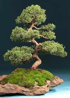 5 echte chinesische Ulme Samen Bonsai Ulme f/ür zu Hause Garten Pflanzung Mini Bonsai Samen entwerfen