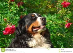australian shepherd e bovaro del bernese cucciolo bovaro del bernese www casabovary it bovaro del bernese australian shepherd e bovaro del bernese cucciolo bovaro del bernese www casabovary it bovaro del bernese