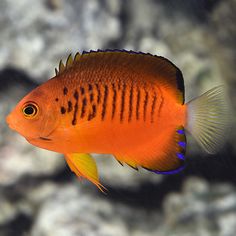 318 best saltwater fish