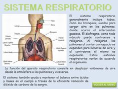20 Ideas De Cuerpo Humano Recursos Cuerpo Humano Cuerpo Sistemas Del Cuerpo Humano