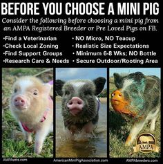 pot belly pigs pinteres pot belly pig care sheet
