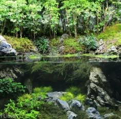 Zusammenfassung der Top Landscape aquarium