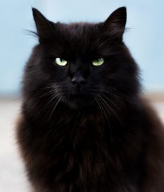 zwart vet poesje foto