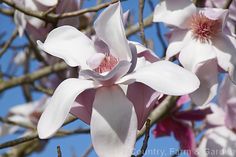 RARE Variety RARE jaune Magnolia /"Gold Star/"