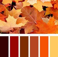 287 Best Color Palettes Images In 2019 Paint Colors Colour Orange Color Is A Wonderful Choice For Optimistic Warm And Modern Interior Decorating Paint Colors Wallpaper In Room Furniture