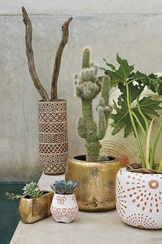 374 Best Pottery And Planters Images On Pinterest In 2018 Botanical Beauty Plants Cacti Nature Free Your Wild