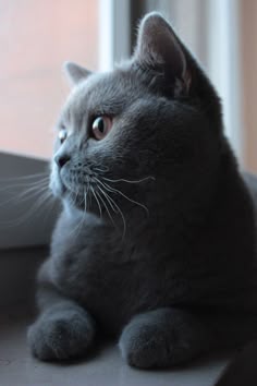 Cocolino - Rubi's father | Cute cats and kittens, Cute cats, Cute animals
