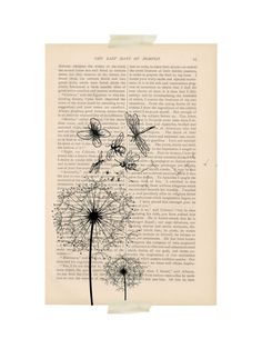 Old Antique Book page Art Print Dictionary Page Print Dandelion Seedhead 4
