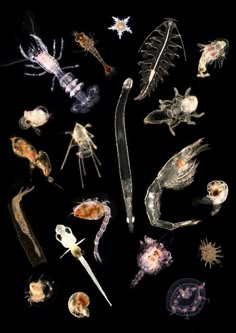 12 best plankton by