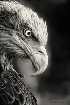 900 Eagles Ideas In 2021 Eagles Bald Eagle Eagle Pictures