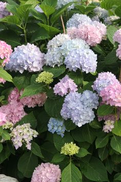 109 Best Hydrangeas Endless Summer Images On Pinterest In 2018 Endless Summer Hydrangea Is My Favorite Variety So Vintage And The Pink Blue Tones Are Beautiful They Like Acidic Fertilizer To Keep Color