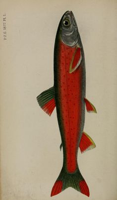 106 best painted fish images in 2019 pisces water animals