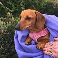 Available Pets At Oregon Dachshund Rescue Inc In Portland Oregon
