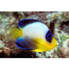 269 best ocean angelfish