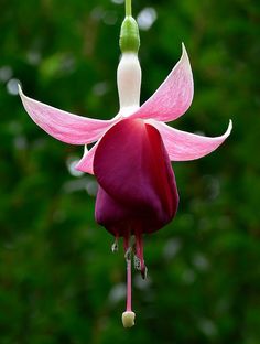 48 Best Fuchsia Flowers Images Planting 48 Best Fuchsia Flowers Images Planting