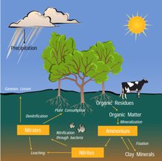 27 Ideas De Ciclo Del Carbono Ciclo Del Carbono Ciclo Del Agua Ciclo Hidrologico