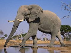 African Elephant at Waterhole, Loxodonta Africana, Chobe National Park, Botswana Fotoprint van Frans Lanting bij AllPosters.nl. Keuze Uit Meer Dan 500.000 Posters, Schilderijen & Kunst. Professioneel Ingelijst, Snelle Levering En 100% Tevredenheidsgarantie. Национальные Парки, Дикие Животные, Планеты, Черные Волки, Африканский Слон, Животные, Животные, Kunst