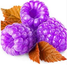 1000pcs rare raspberry seeds organic fruit seeds green red blue purple black raspberry seeds for home garden plant easy to grow Loss Promotion 1000pcs rare raspberry seeds organic fruit seeds green red blue purple black raspberry seeds for home garden plant easy to grow Loss Promotion