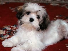 10+ Shih Tzu Dogs ideas | shih tzu dog, shih tzu, dogs 10+ Shih Tzu Dogs ideas | shih tzu dog, shih tzu, dogs